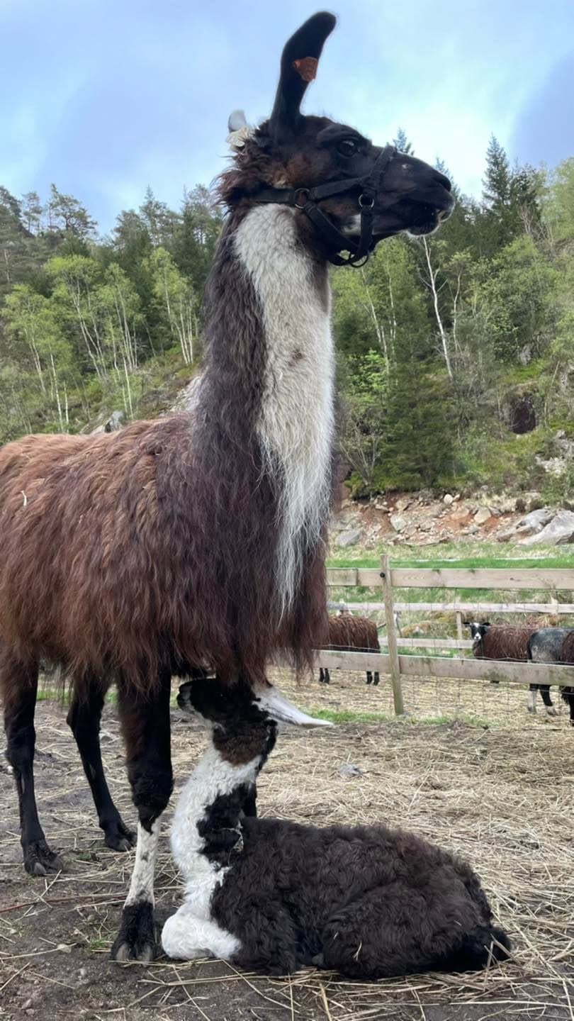 En lama med en liten unge som ligger ved beina hennes